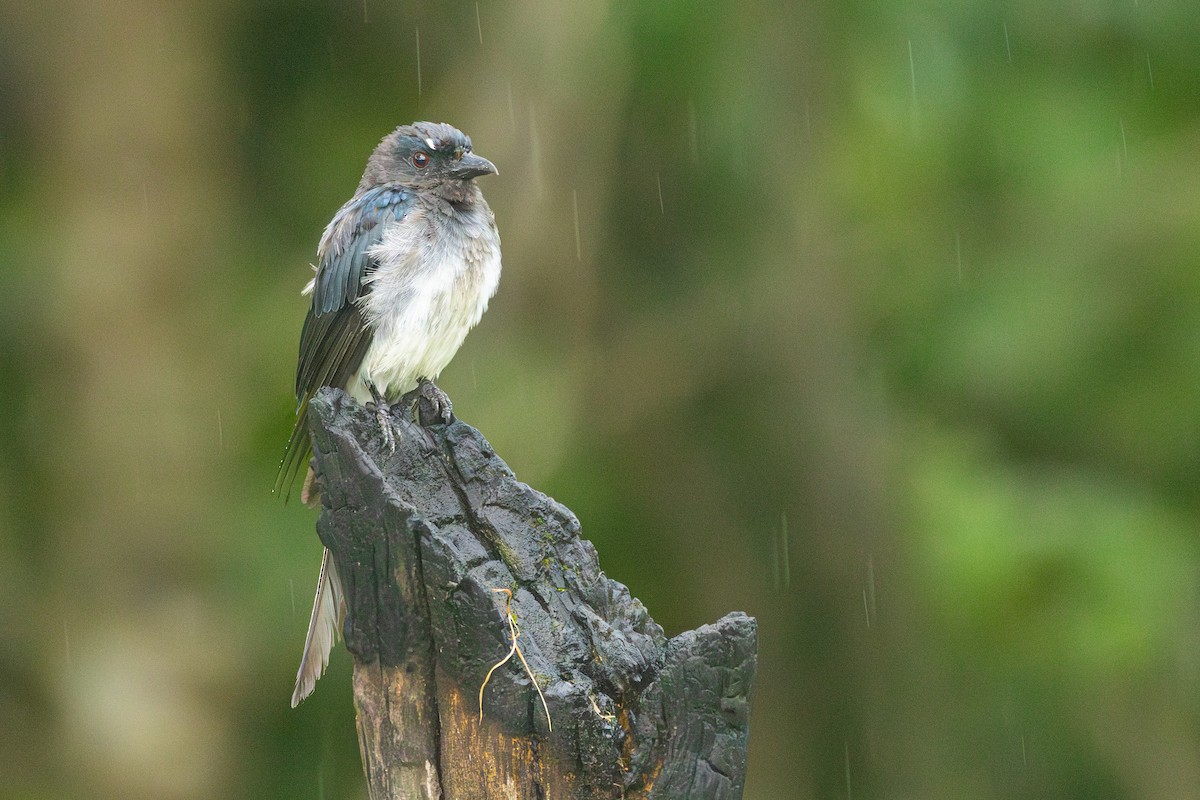 White-bellied Drongo - ML637495336