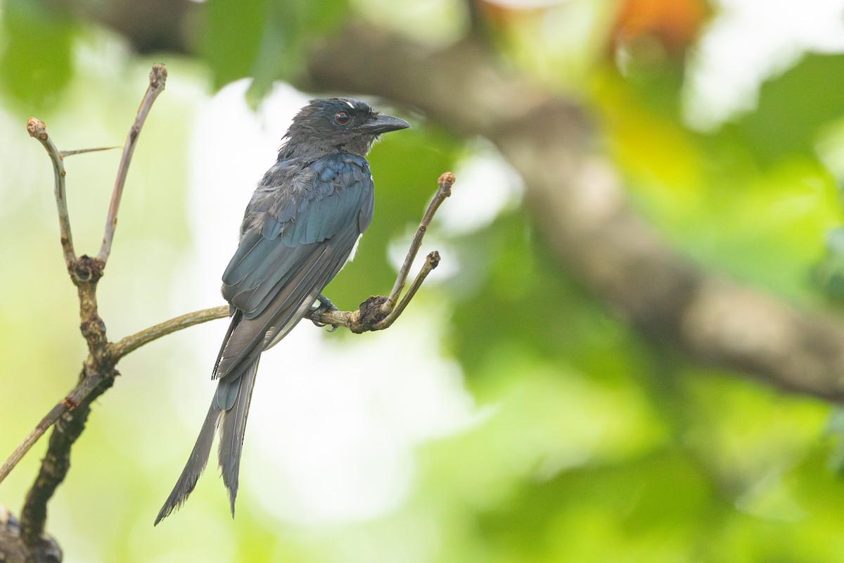 White-bellied Drongo - ML637495337
