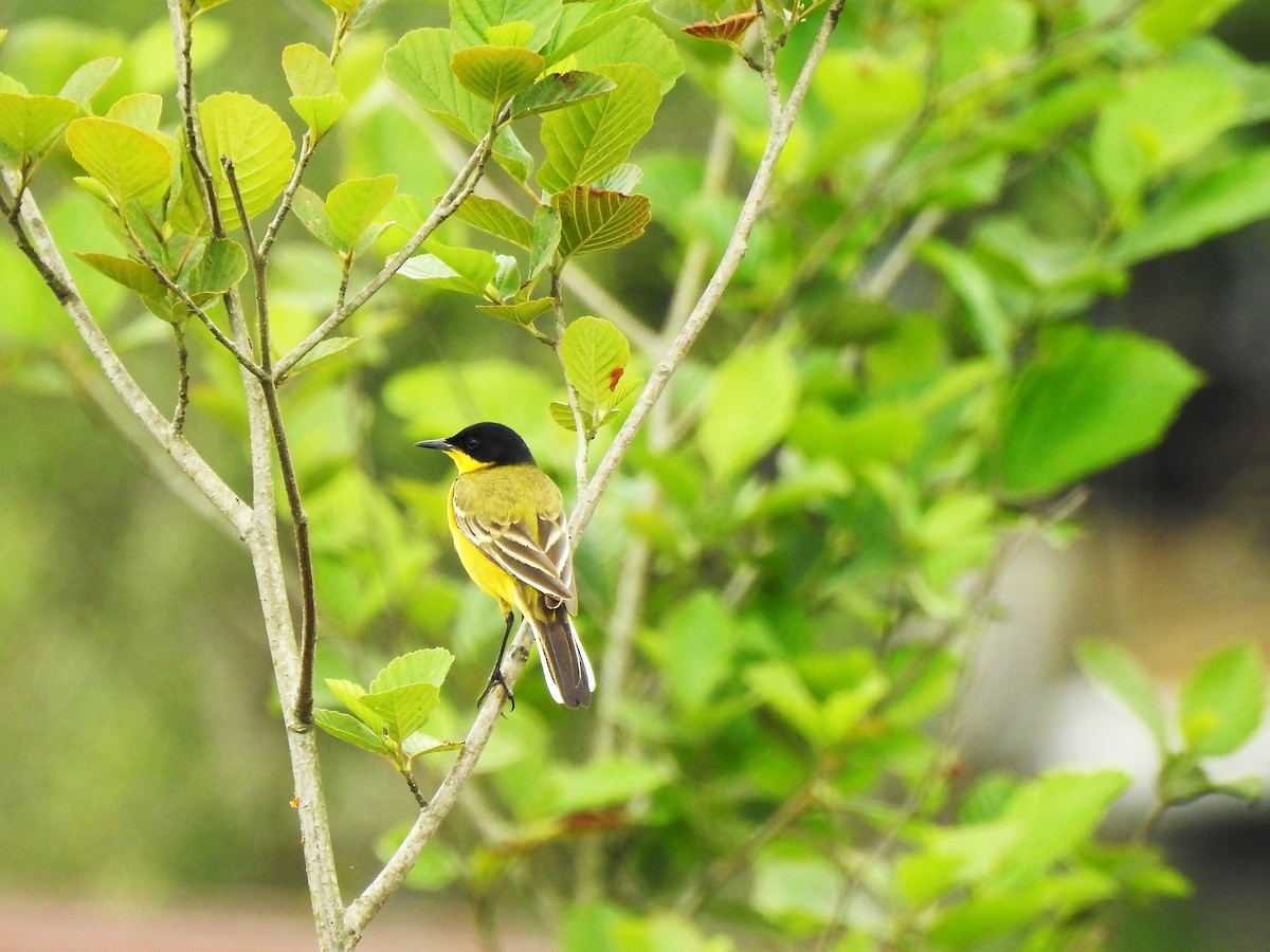 Western Yellow Wagtail (feldegg) - ML637495345
