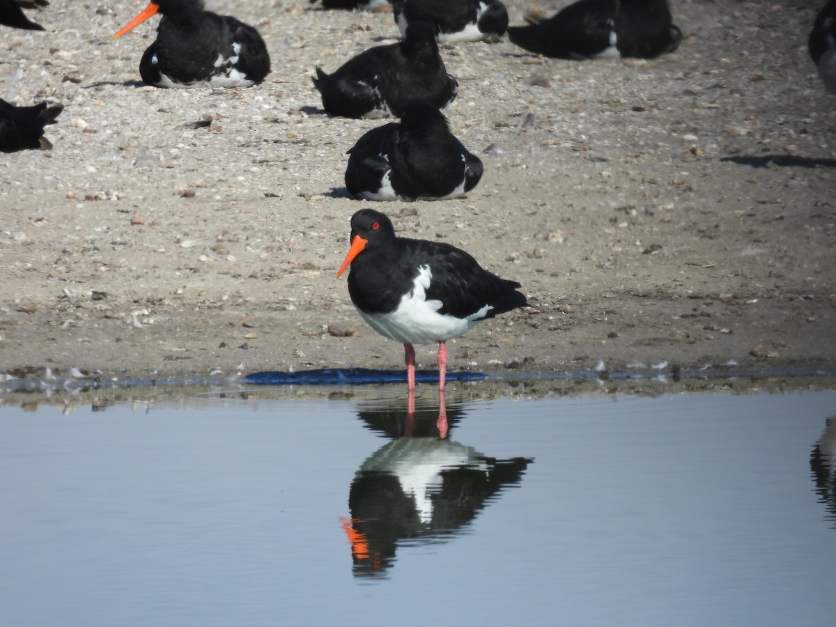Pied Oystercatcher - ML637495351