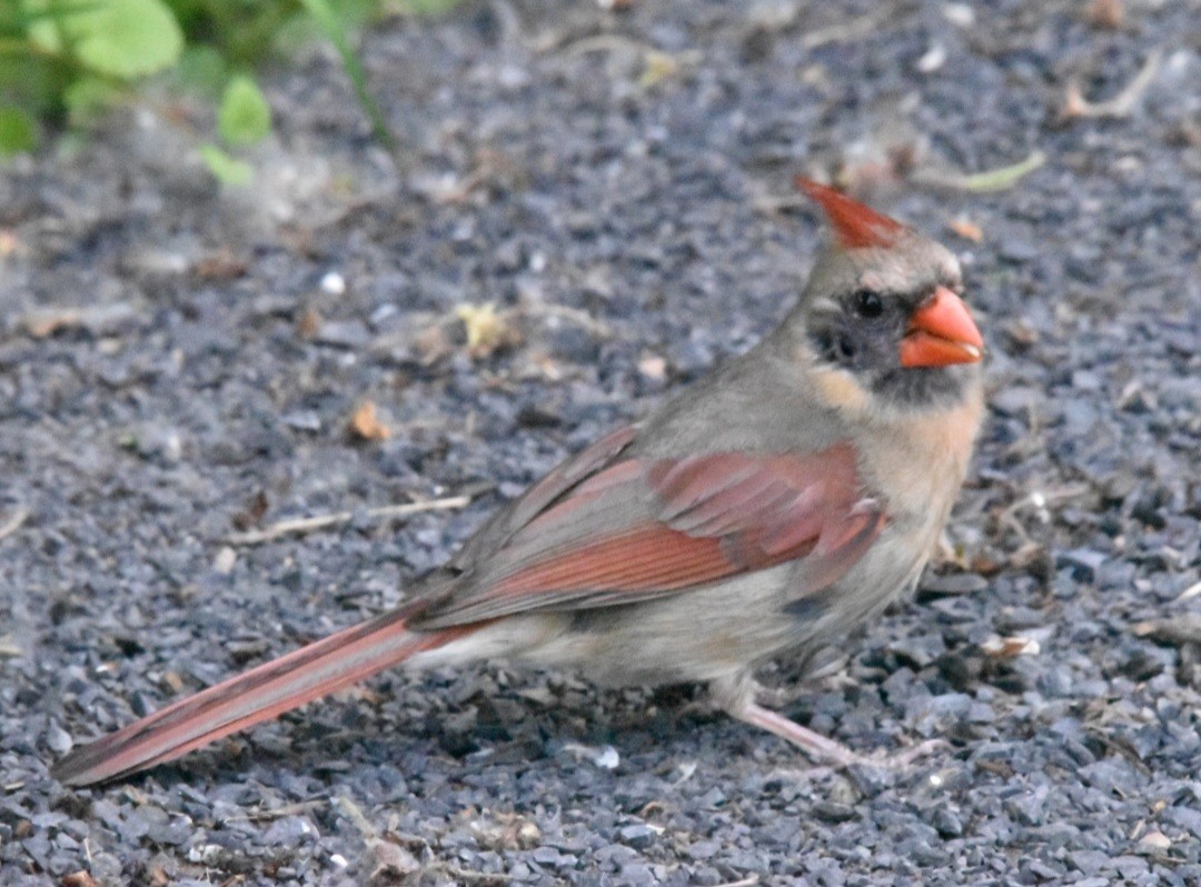 קרדינל צפוני - ML637495363