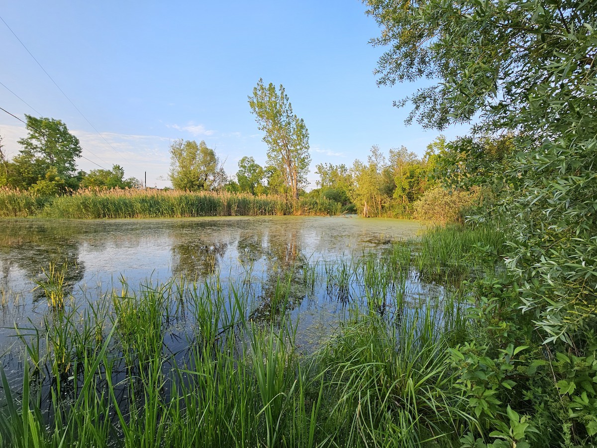 Nespecifikováno - William Parenteau