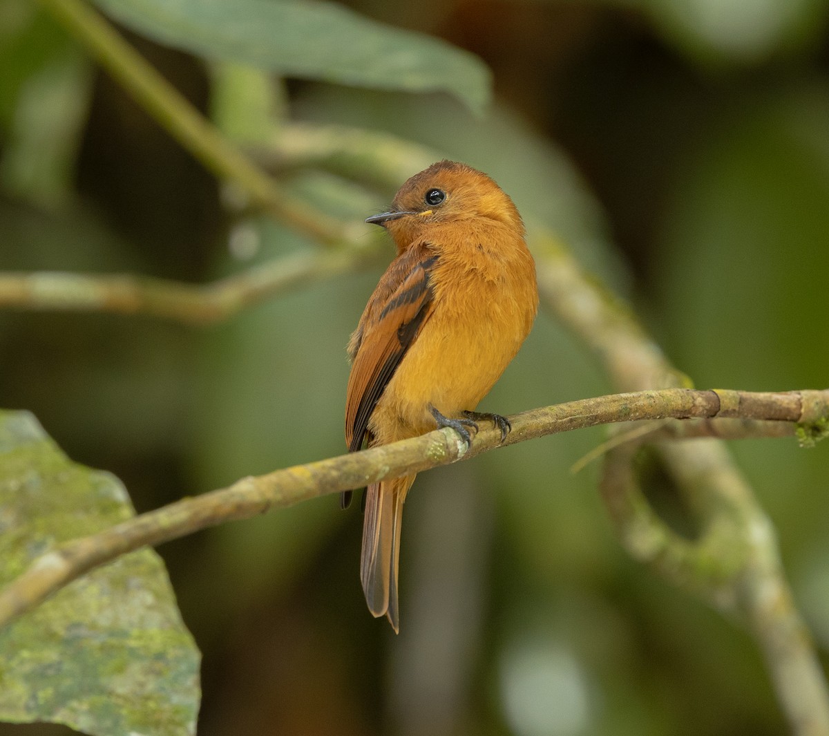 Cinnamon Flycatcher - ML637495369