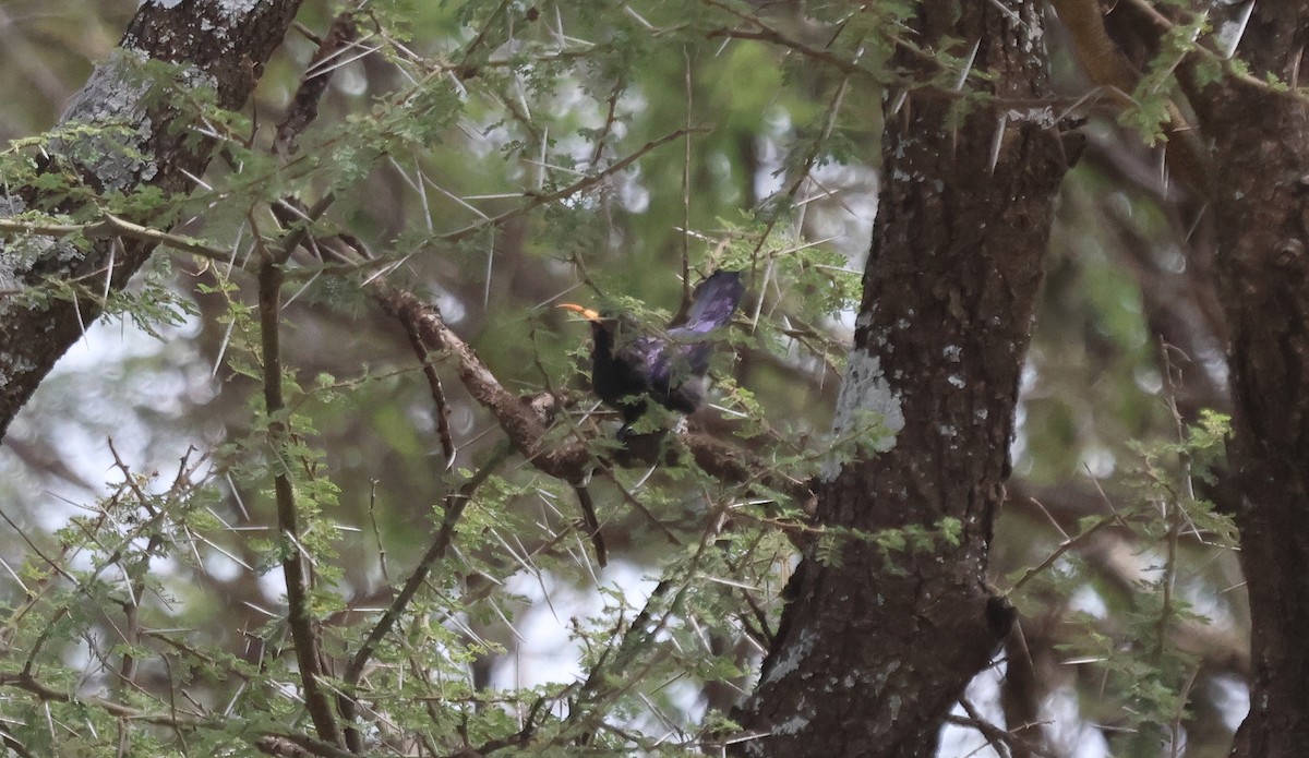 Abyssinian Scimitarbill - ML637495375