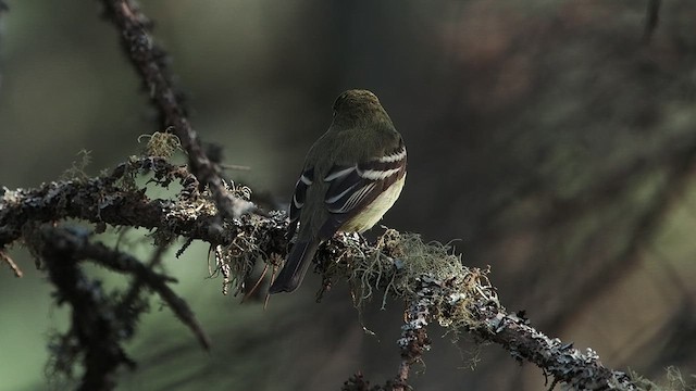 חטפית צהובת-גחון - ML637495377