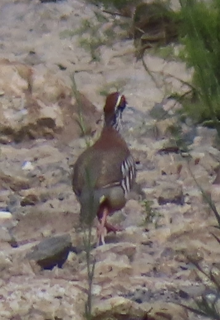 חוגלה אדמונית - ML637495381
