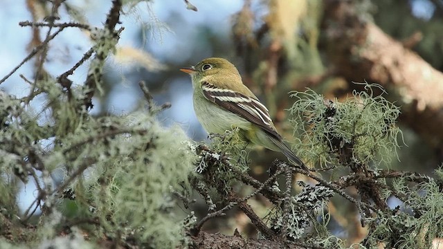 Moucherolle à ventre jaune - ML637495388