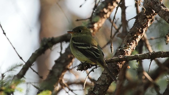 Yellow-bellied Flycatcher - ML637495402