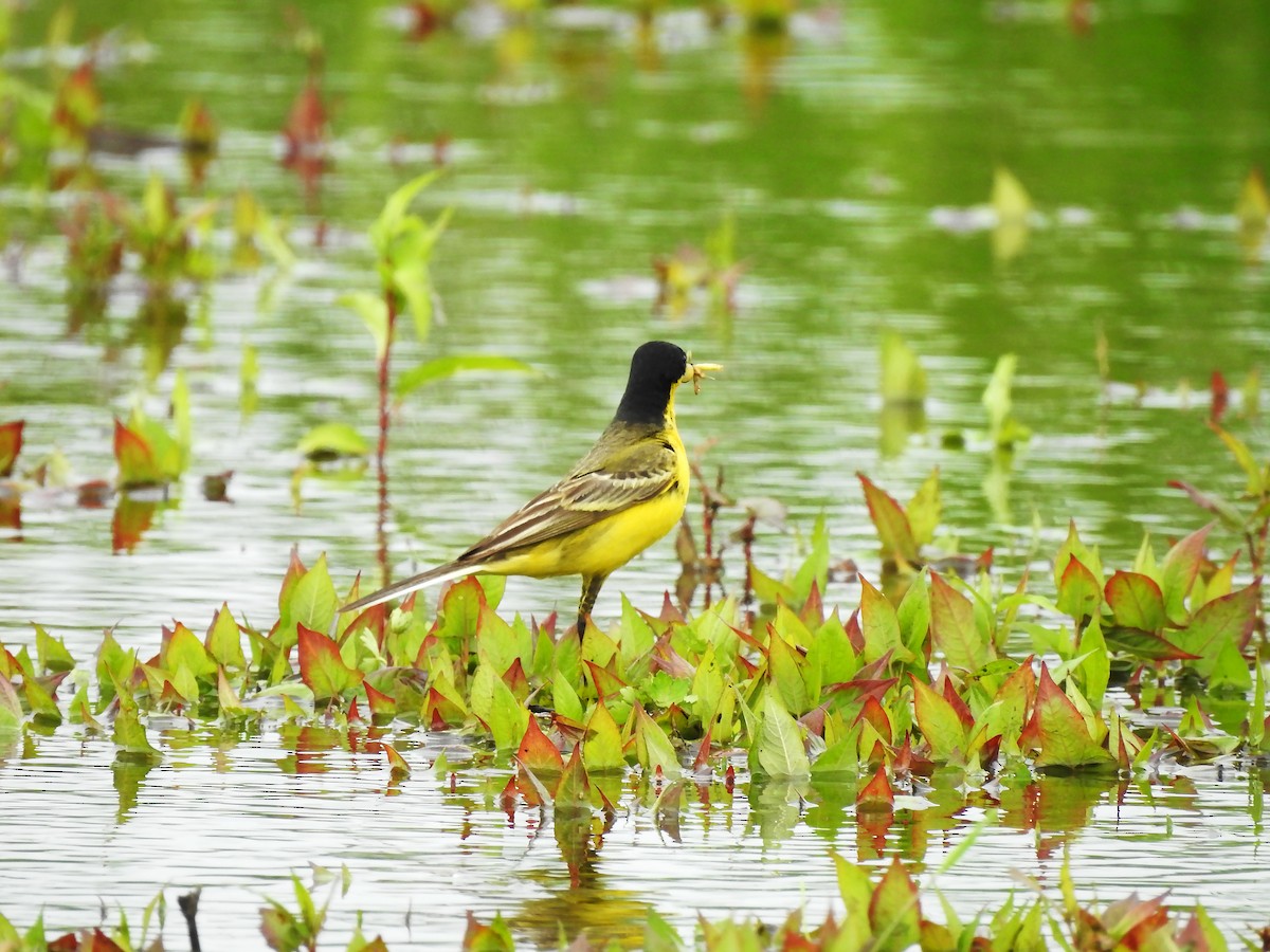 Western Yellow Wagtail (feldegg) - ML637495409