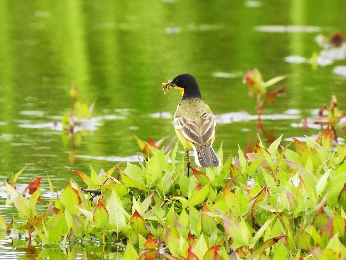 Western Yellow Wagtail (feldegg) - ML637495410