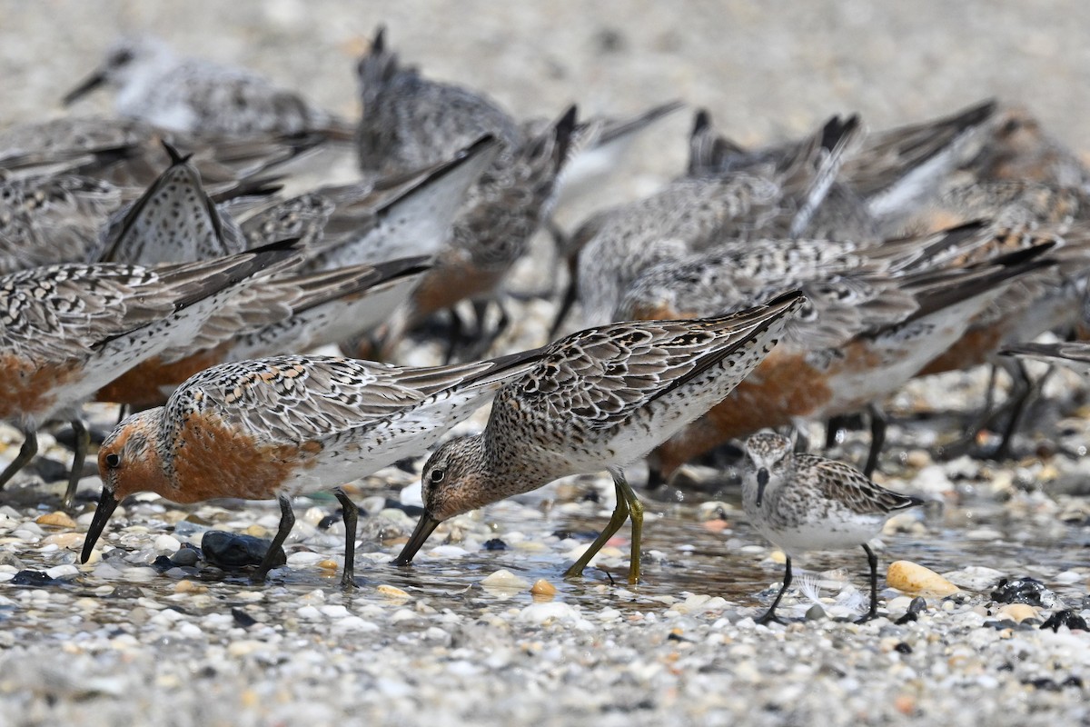 Short-billed Dowitcher (griseus) - ML637495412