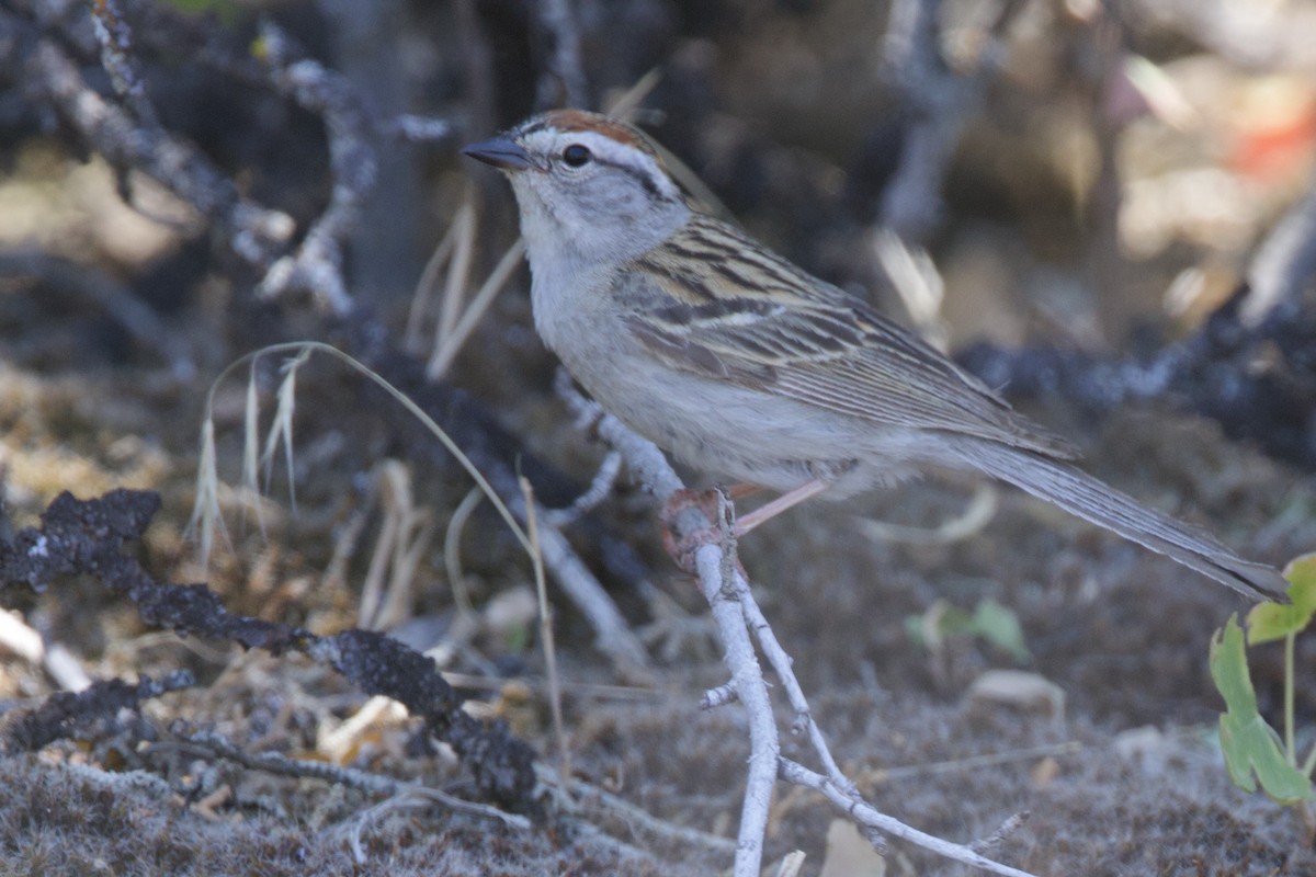Chipping Sparrow - ML637495413