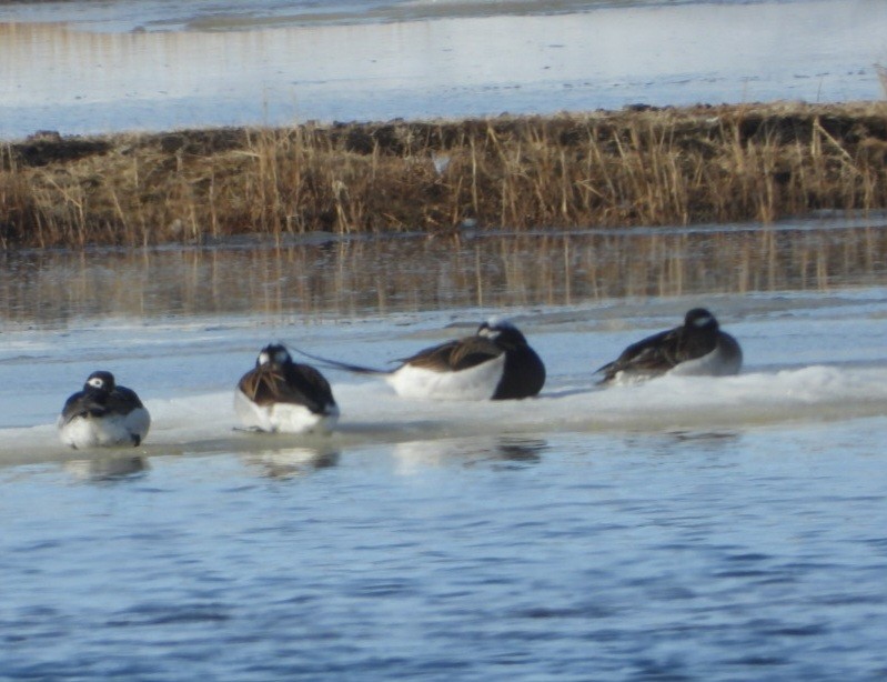 Long-tailed Duck - ML637495414