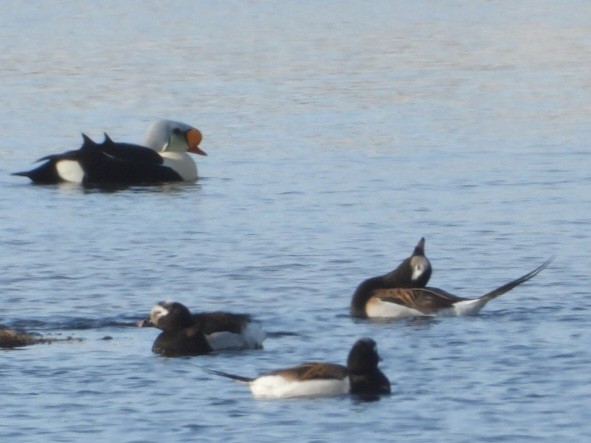 Long-tailed Duck - ML637495415