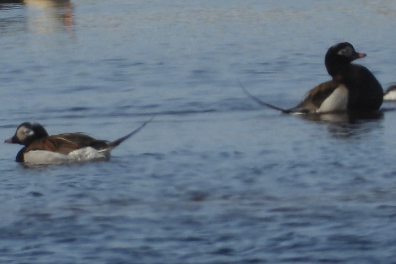 Long-tailed Duck - ML637495416