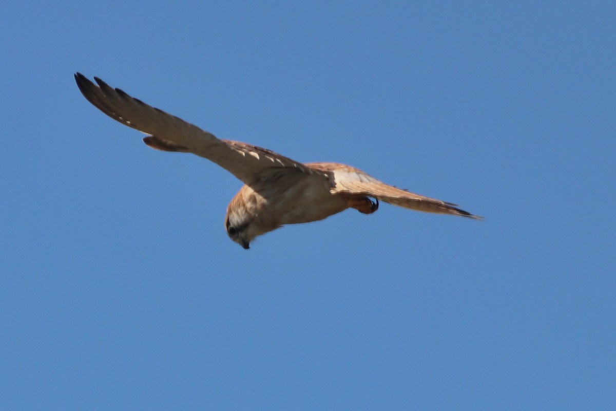 Nankeen Kestrel - ML637495417