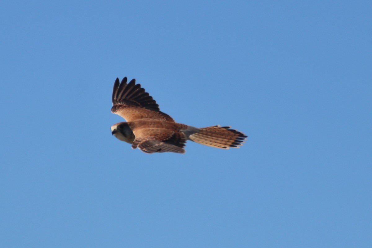Nankeen Kestrel - ML637495418