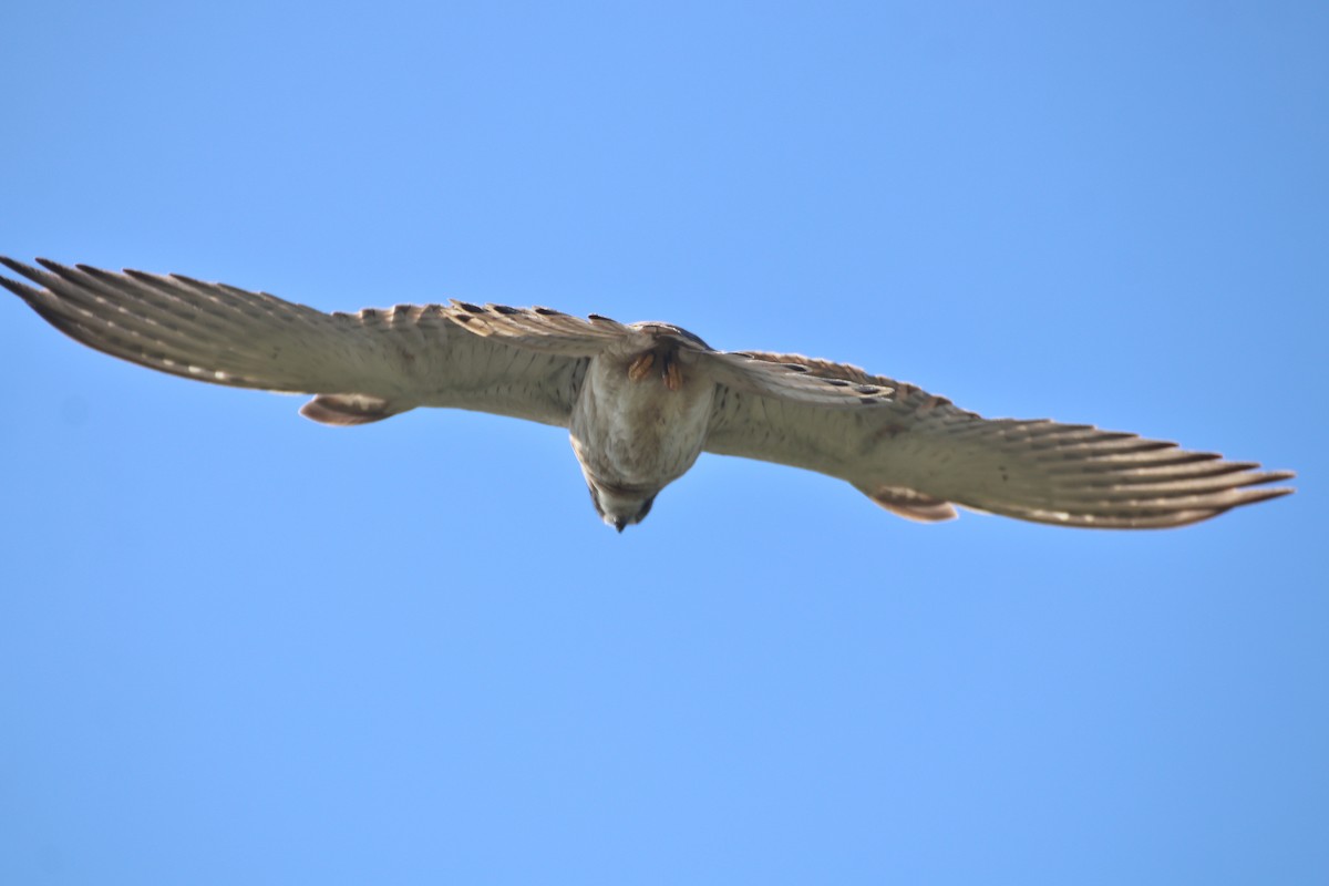 Nankeen Kestrel - ML637495419