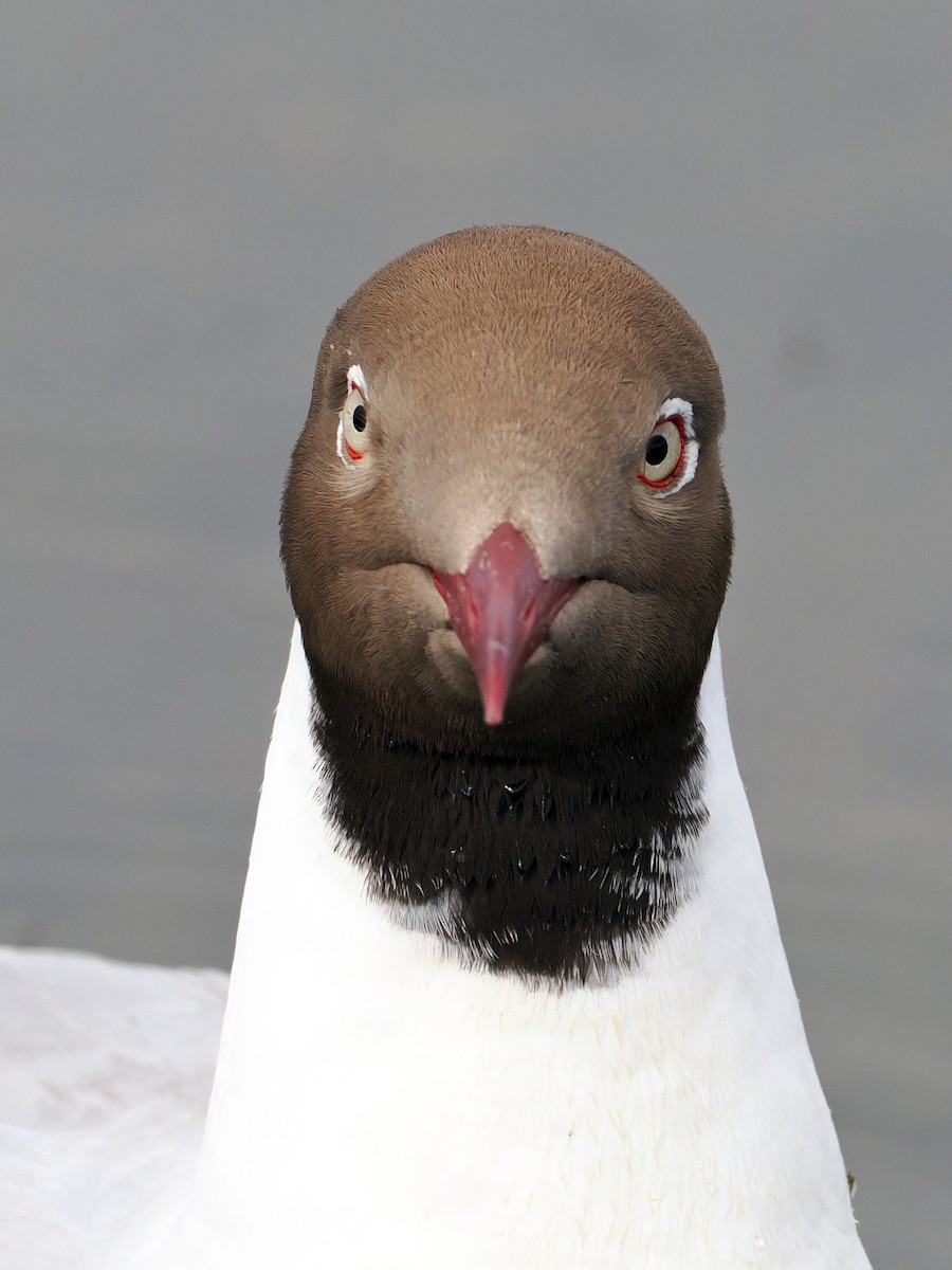 Brown-headed Gull - ML637495420