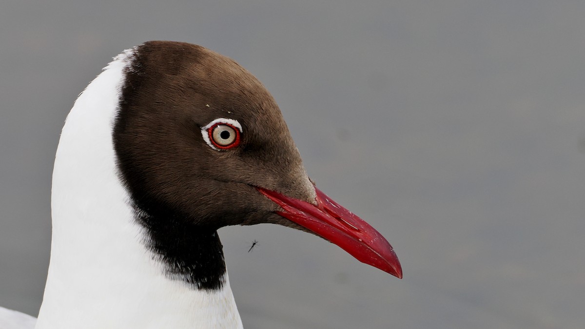 Brown-headed Gull - ML637495421