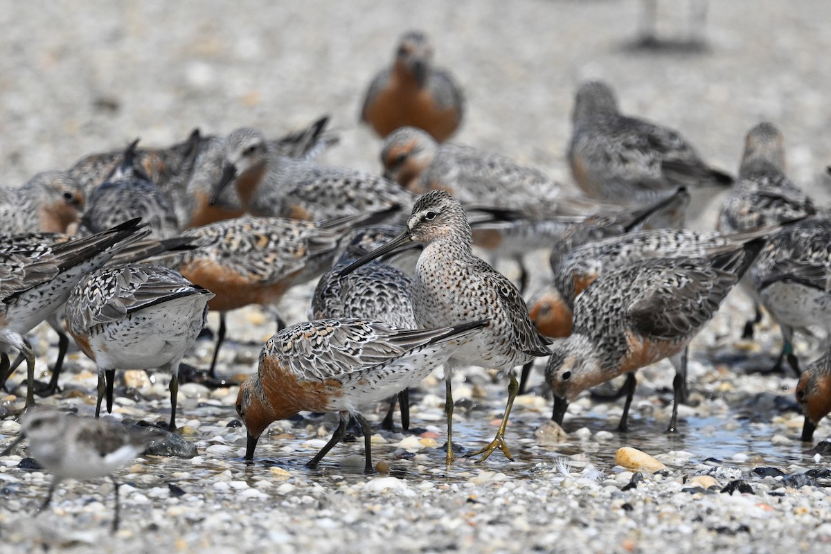 Short-billed Dowitcher (griseus) - ML637495422