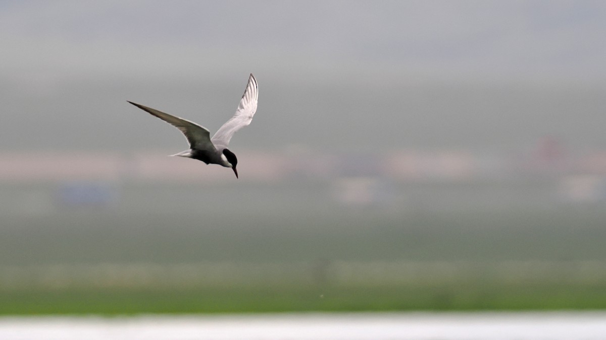 Whiskered Tern - ML637495423