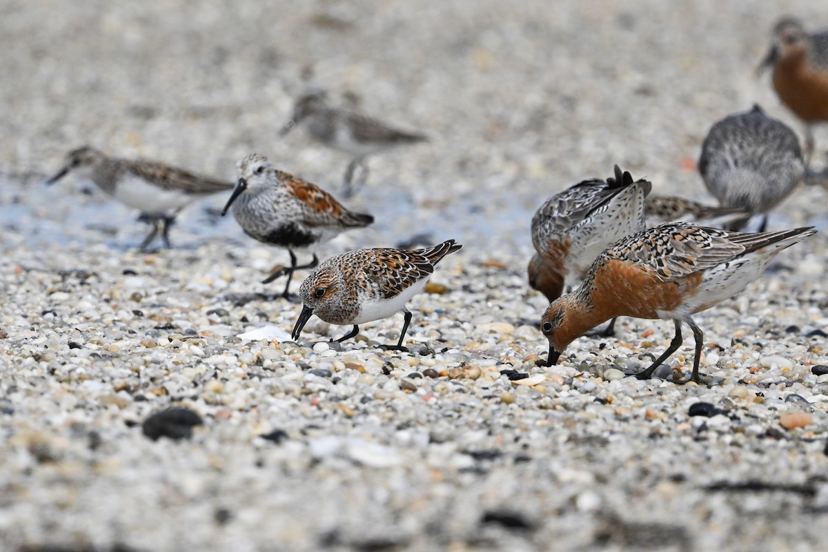 Sanderling - ML637495424