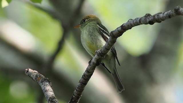 Yellow-bellied Flycatcher - ML637495425