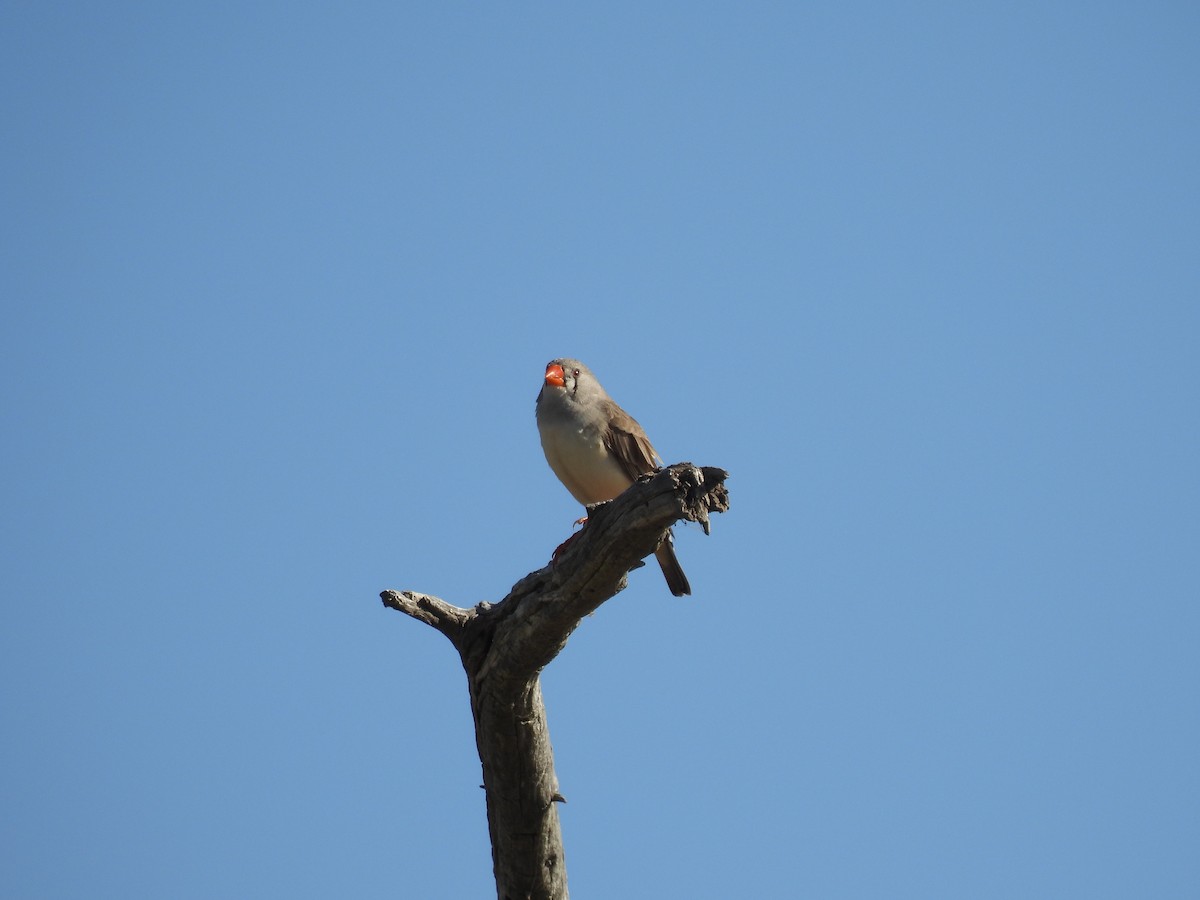 Zebra Finch - ML637495426