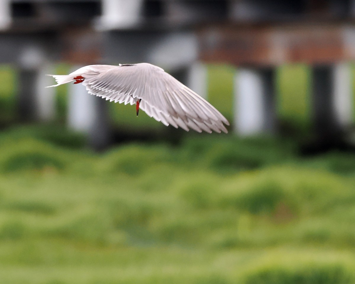 Common Tern - ML637495427