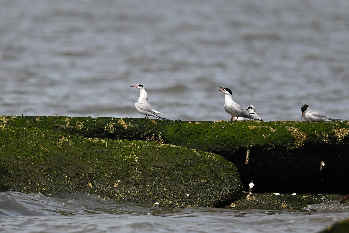 Forster's Tern - ML637495428