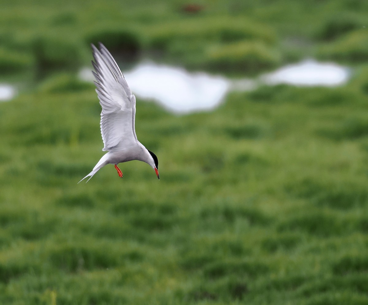 Common Tern - ML637495429