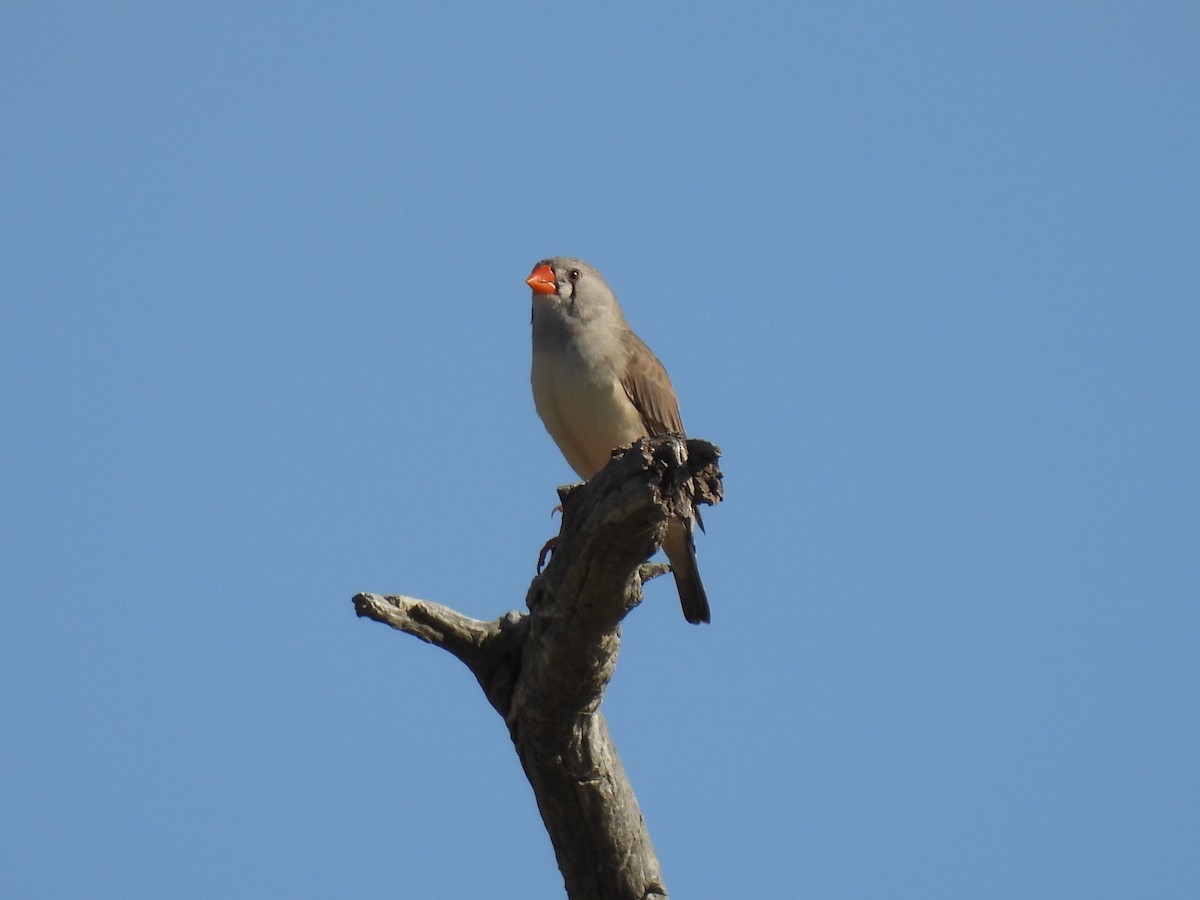 Zebra Finch - ML637495430