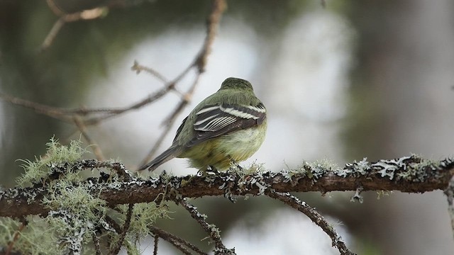 Yellow-bellied Flycatcher - ML637495432