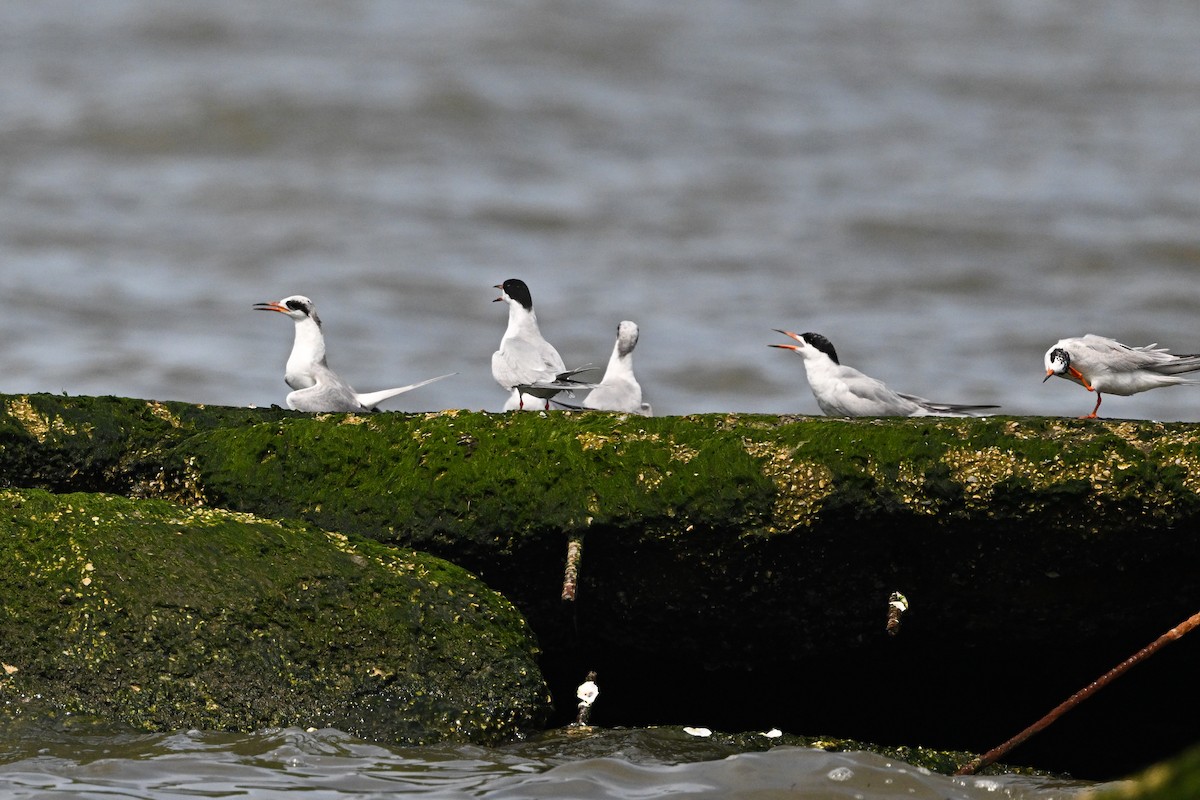 Forster's Tern - ML637495433