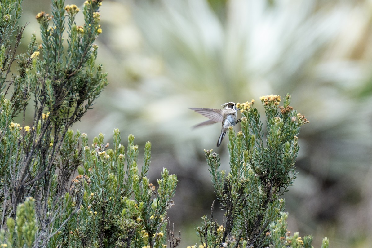 Green-bearded Helmetcrest - ML637495434