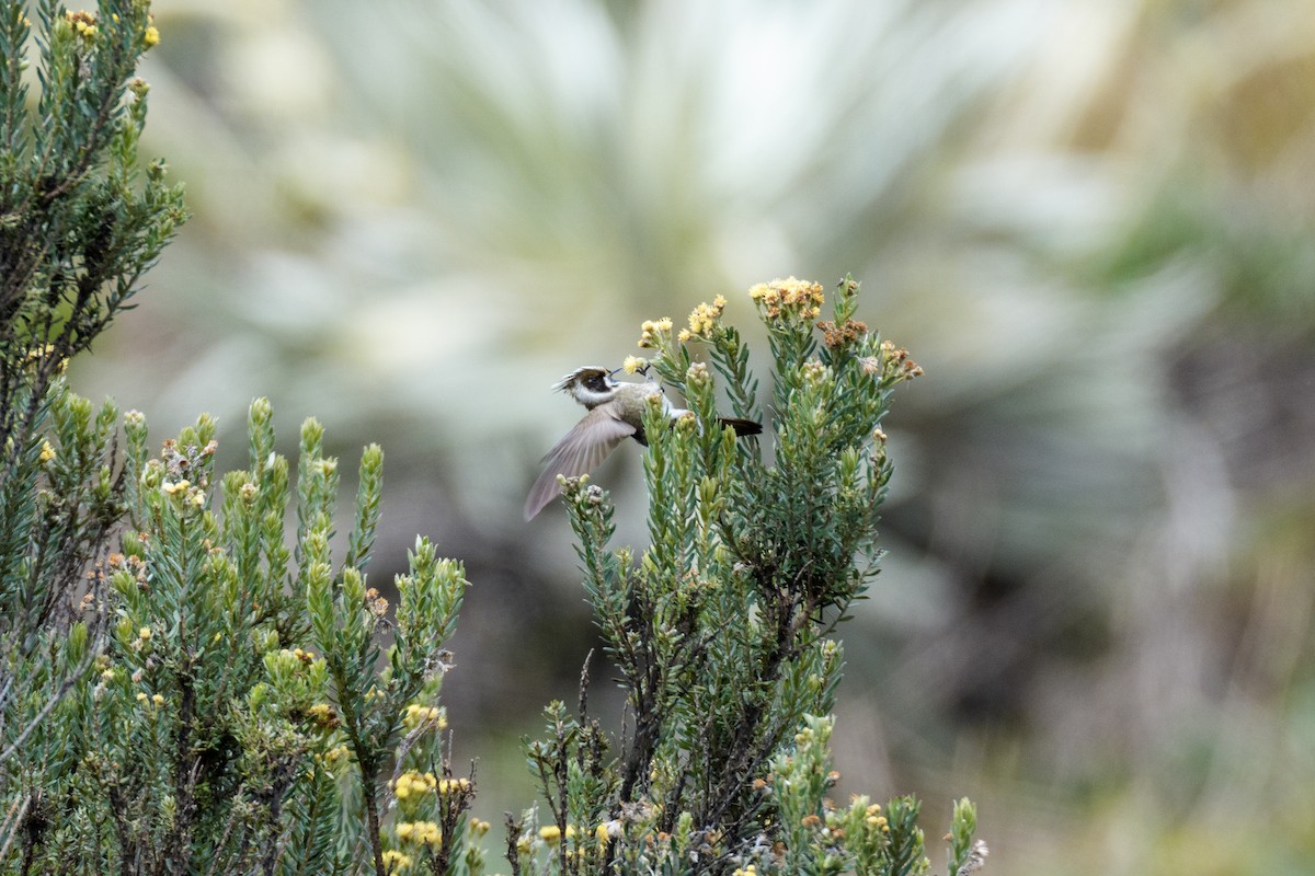 Green-bearded Helmetcrest - ML637495435