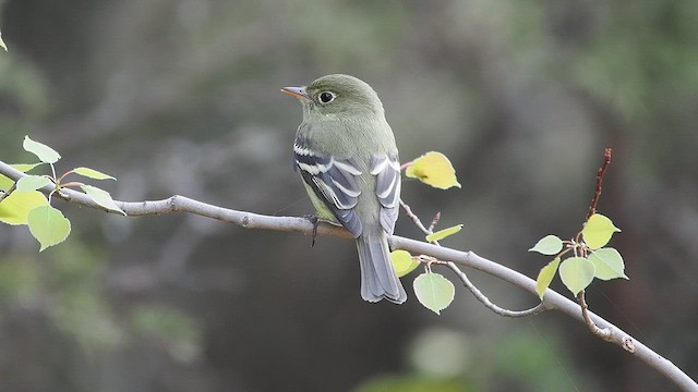Yellow-bellied Flycatcher - ML637495436