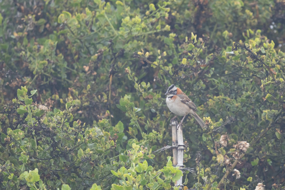 Rufous-collared Sparrow - ML637495438