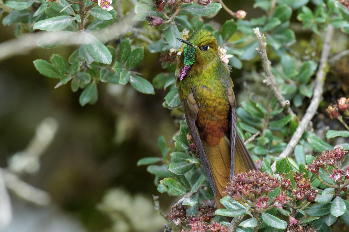 Bronze-tailed Thornbill - ML637495441