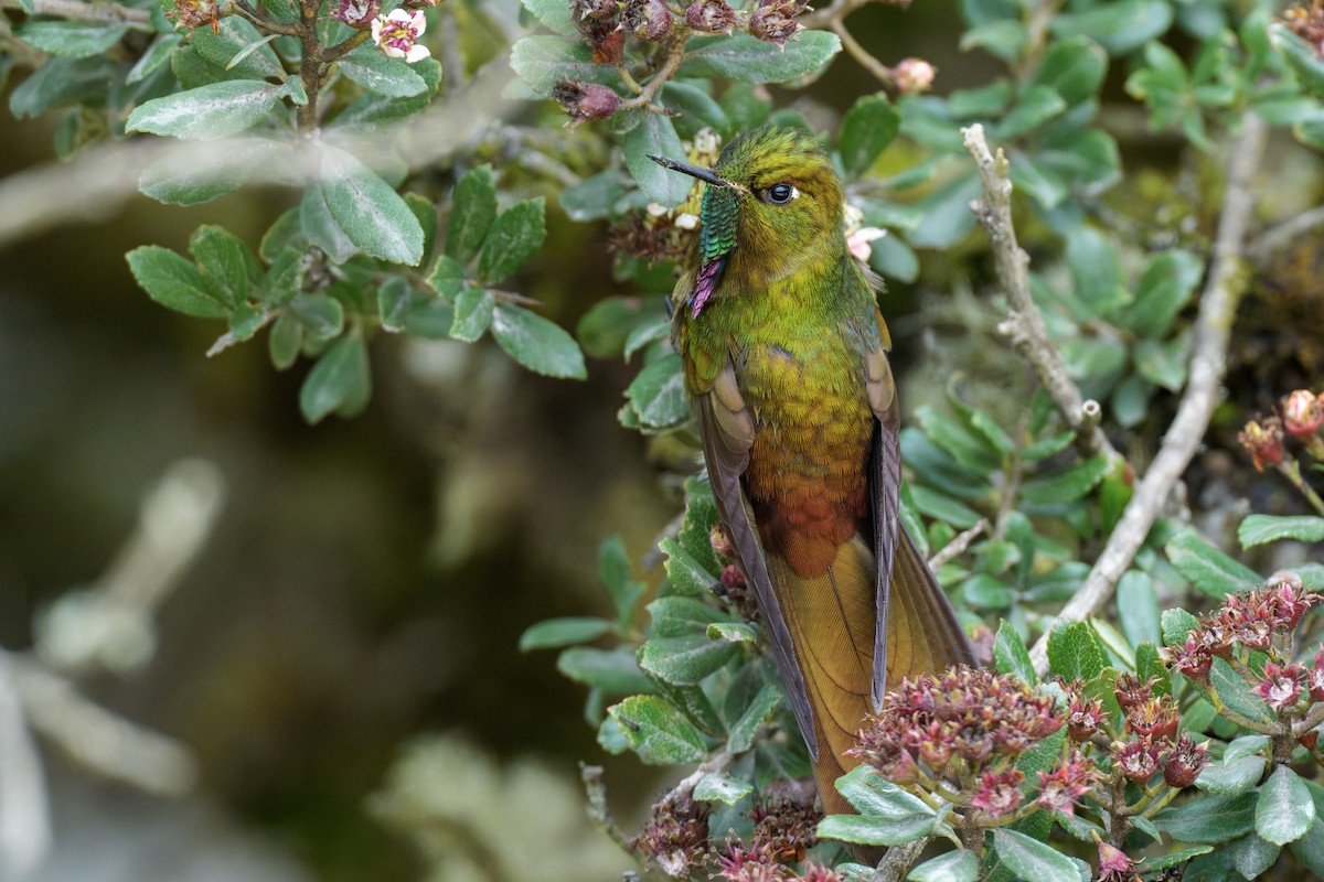 Bronze-tailed Thornbill - ML637495442