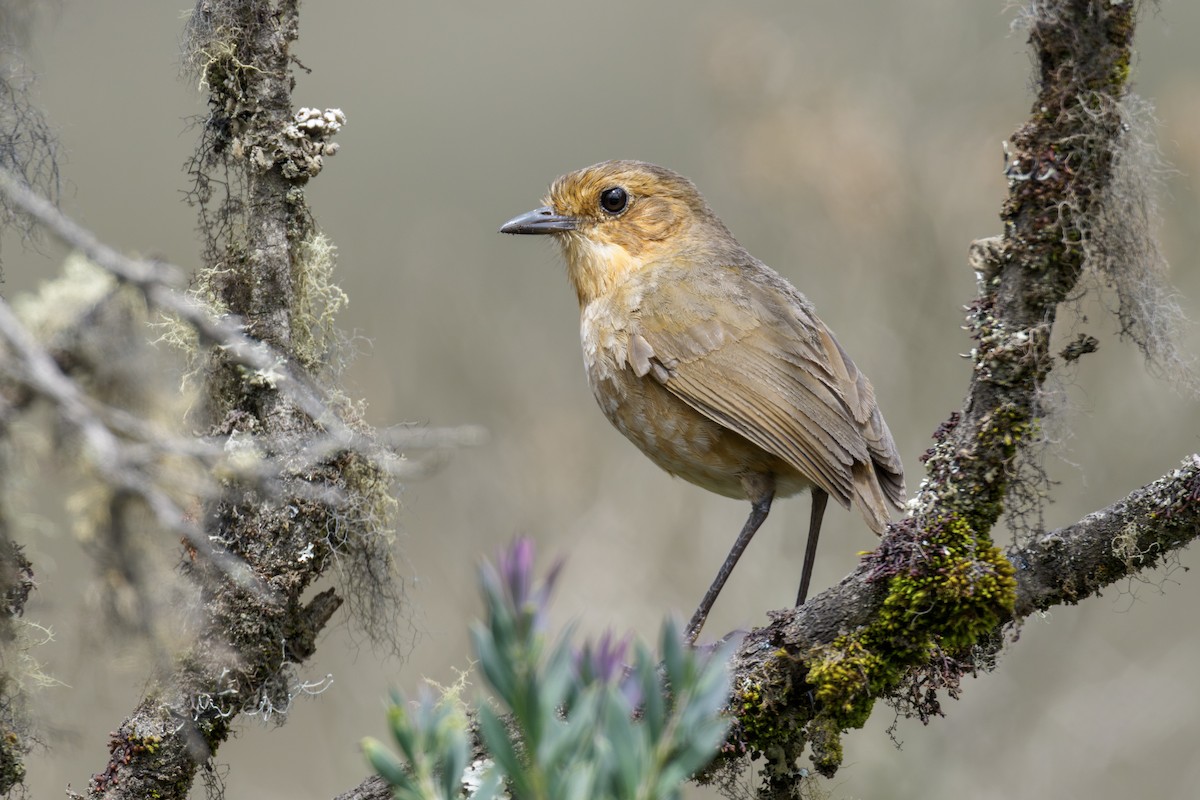 Boyaca Antpitta - ML637495463