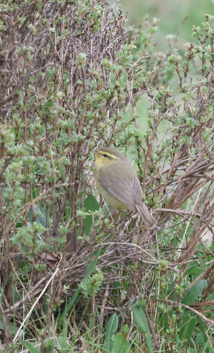 Tickell's Leaf Warbler (Alpine) - ML637495471