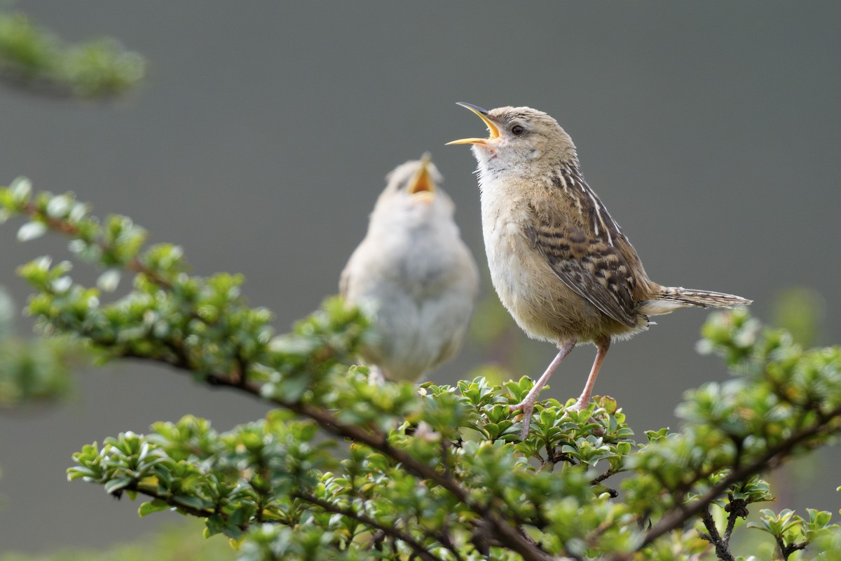 Apolinar's Wren - ML637495481