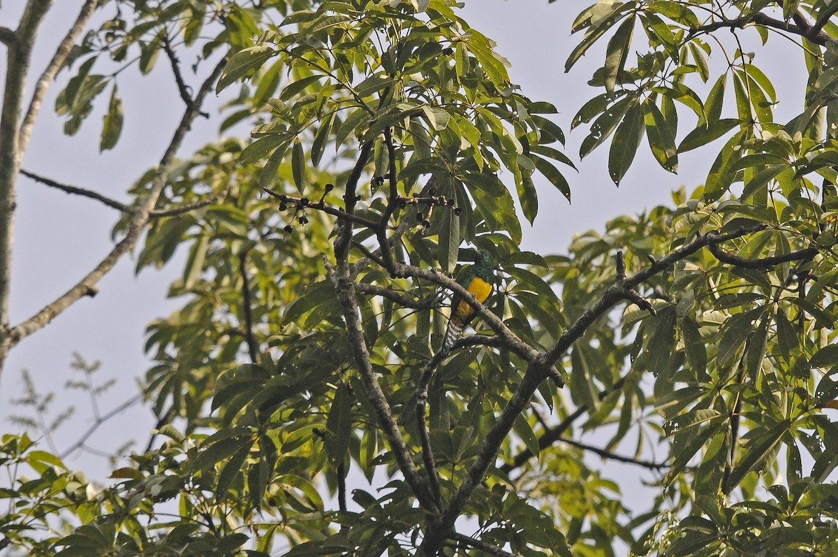 African Emerald Cuckoo - ML637495560