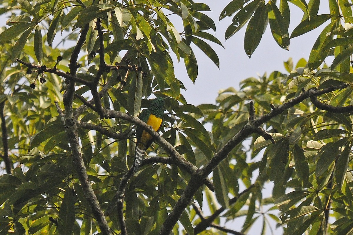 African Emerald Cuckoo - ML637495561