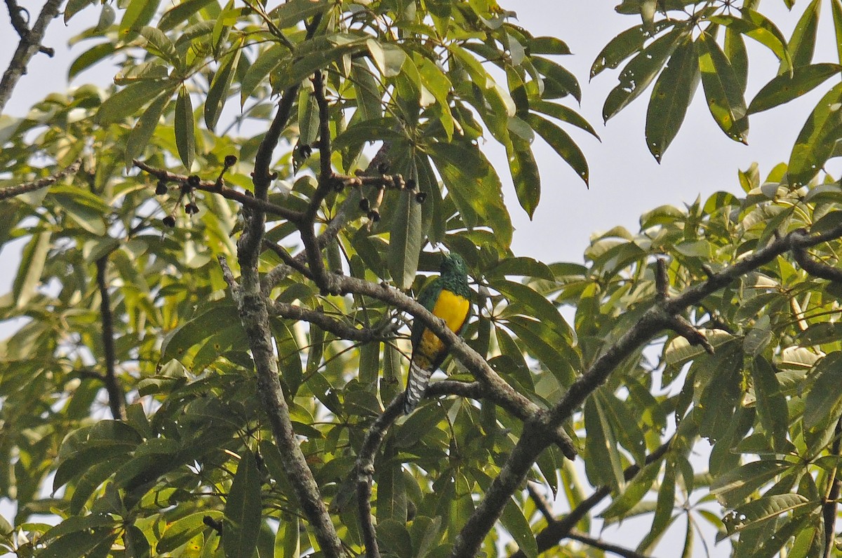 African Emerald Cuckoo - ML637495562