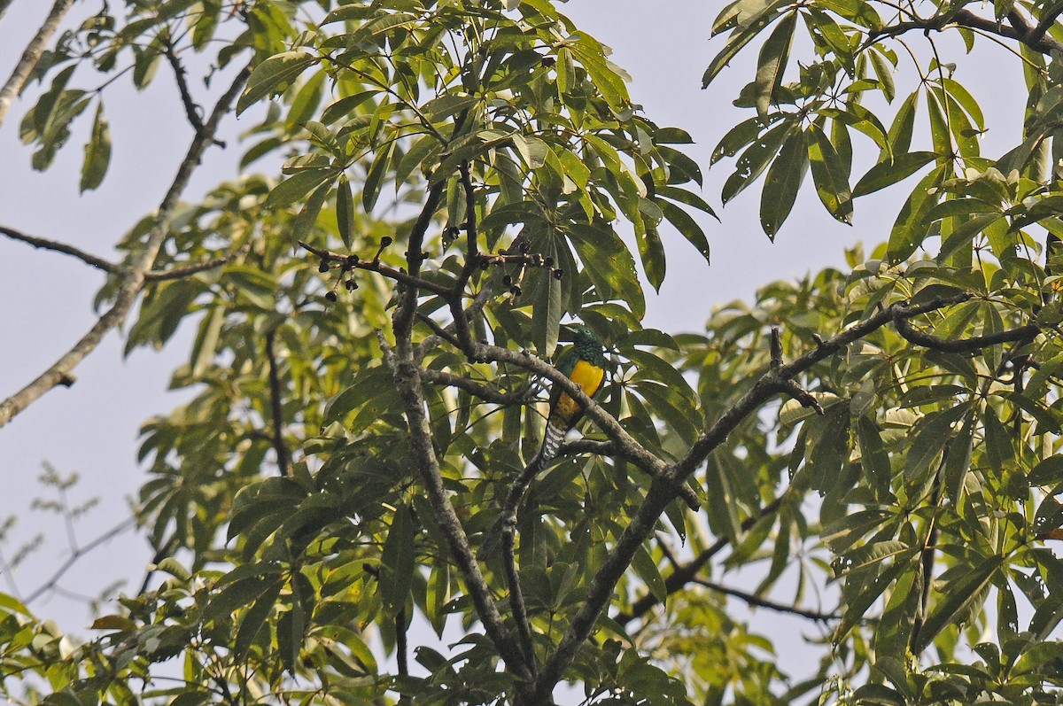 African Emerald Cuckoo - ML637495563