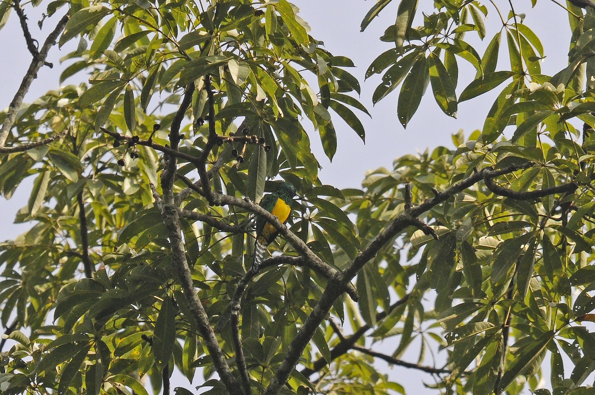 African Emerald Cuckoo - ML637495564