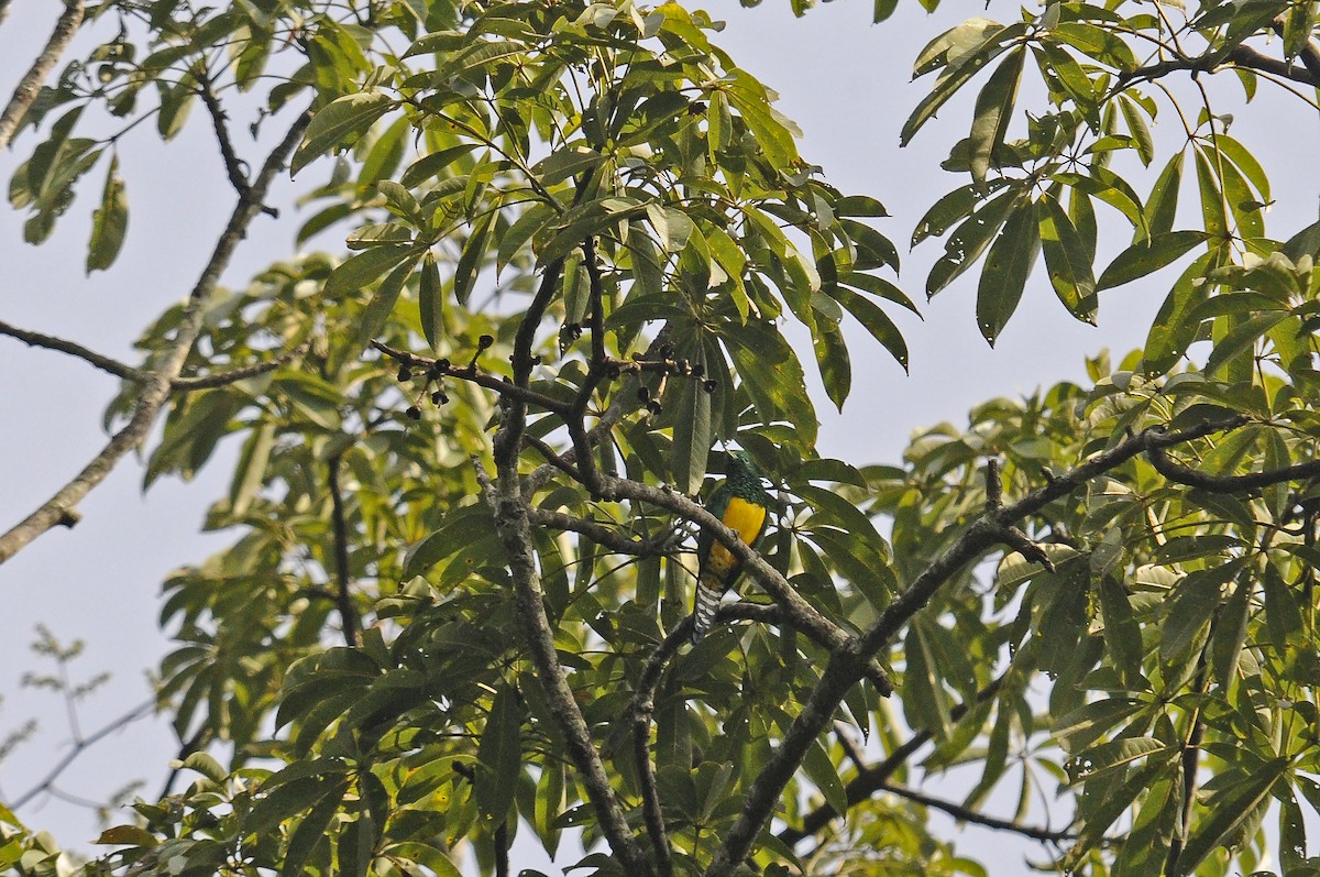 African Emerald Cuckoo - ML637495565